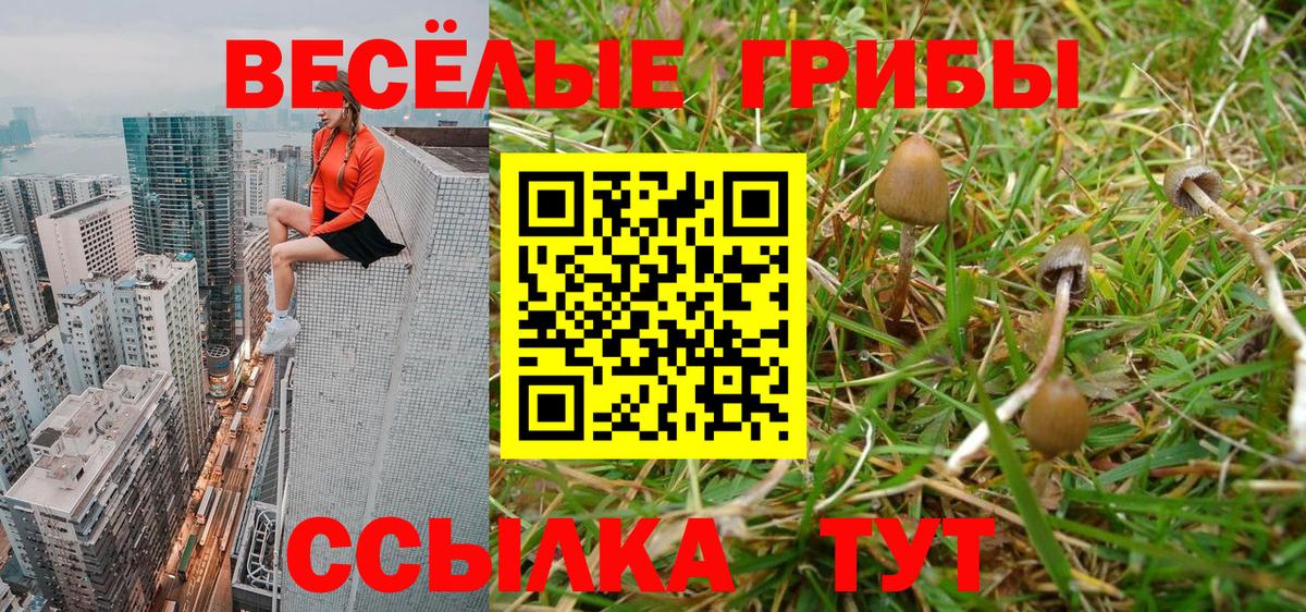 Псилоцибиновые грибы Cubensis Пенза